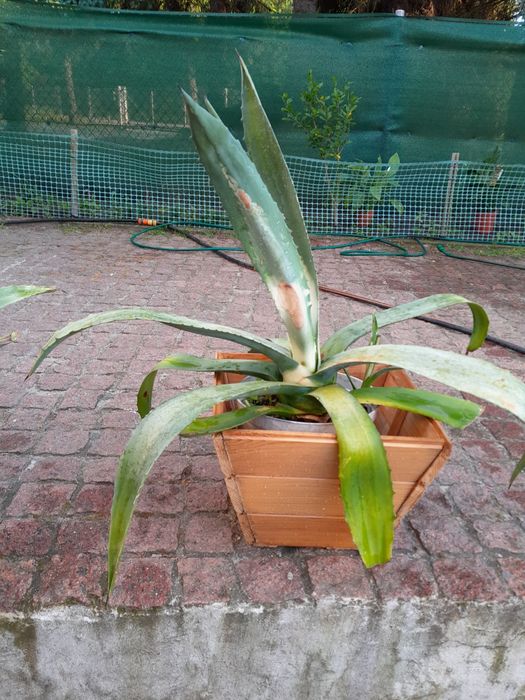 agawy  różnej wielkości zamienię bądź sprzedam