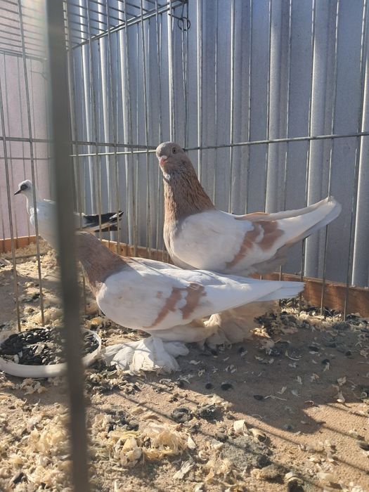 Blauwindry gładkie para