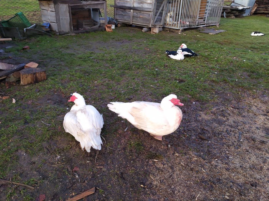 Продаю індокачки