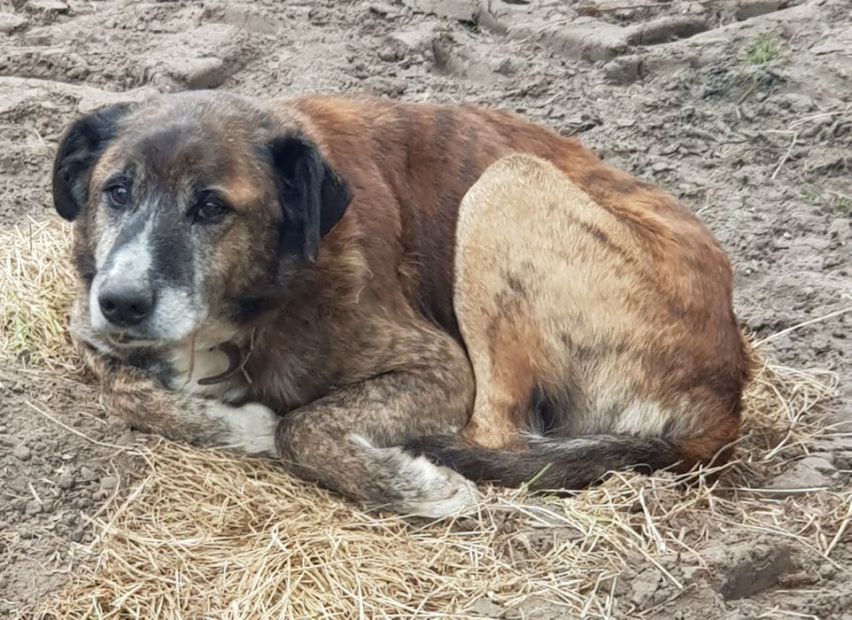 Pies znaleziony , Morawin, Gmina Ceków-Kolonia