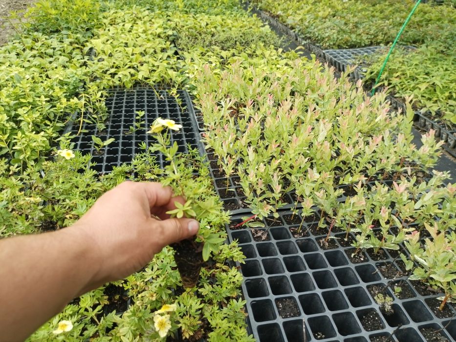 Бересклет, Хакуро нішікі, Форзиція, Лапчатка, Дейція, Роза, Туя