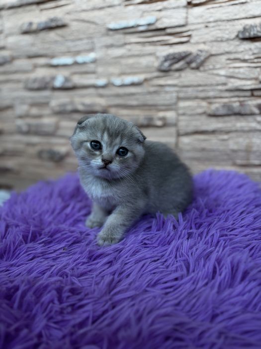 Шотландська висловуха кішечка