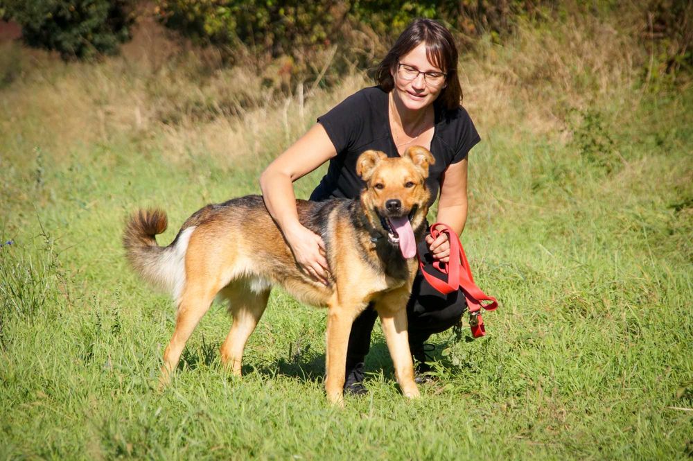 Bridż - uroczy psiaczek w typie owczarka szuka domku.