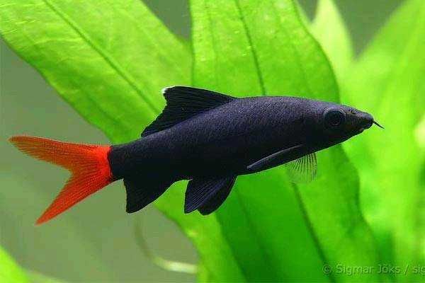 Grubowarg dwubarwny - Labeo bicolor - Epalzeorhynchos bicolor