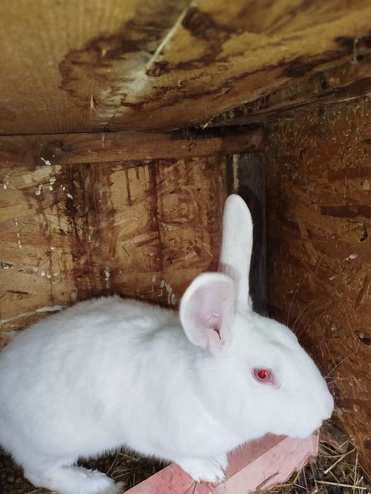 Продам кролів(молодняк)