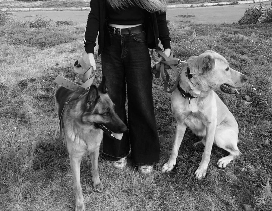 Услуги кінолога, приймаю всіх порід собак