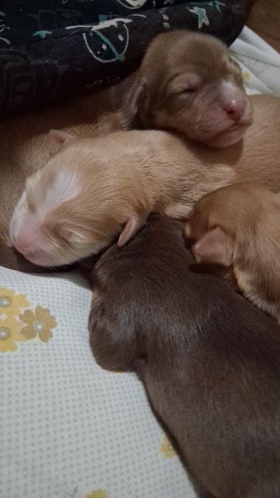 Cãozinhos para adoção responsável porte médio