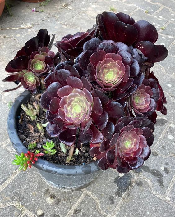 Suculentas Em Vaso Grande