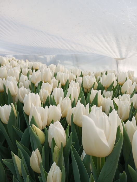 Тюльпани на 8 березня 14 лютого