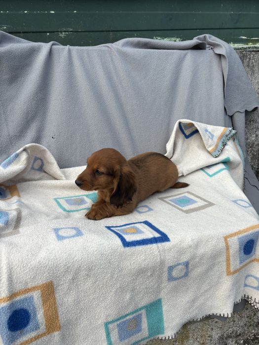 Teckel femea miniatura pelo comprido