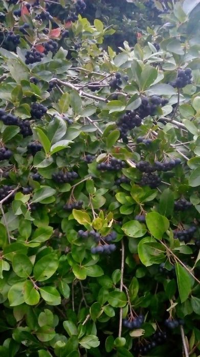 Aronia - Eko [nie pryskana]