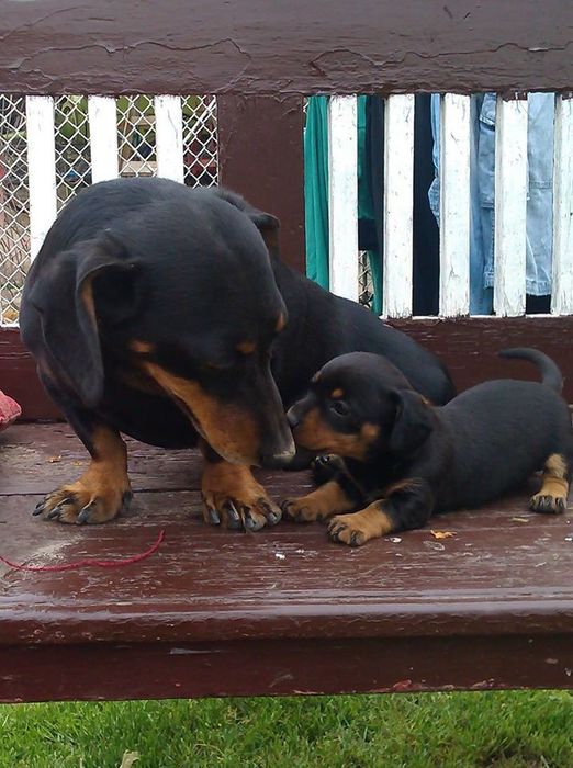 Самий гарний та добрий таксунчик.