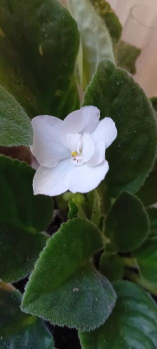 Fiołki afrykańskie