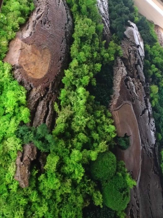 Dekoracyjne zielone ściany z chrobotka i drewna, oświetlenie LED