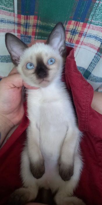 Сиамские (Тайские) котята