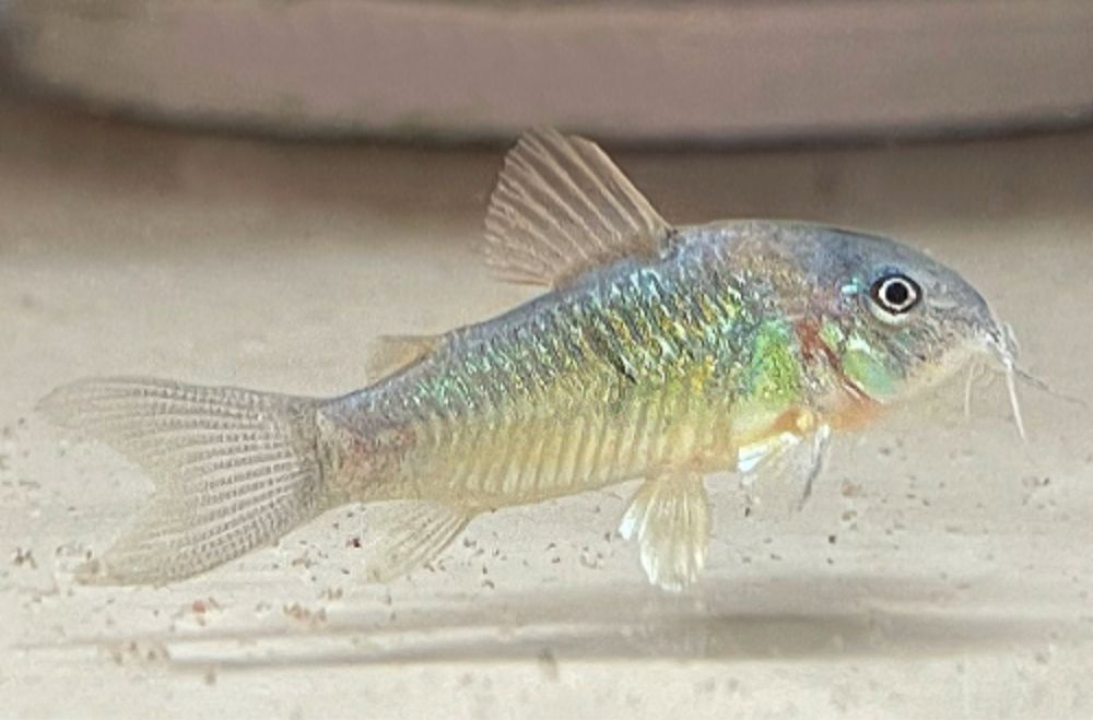 Corydoras green