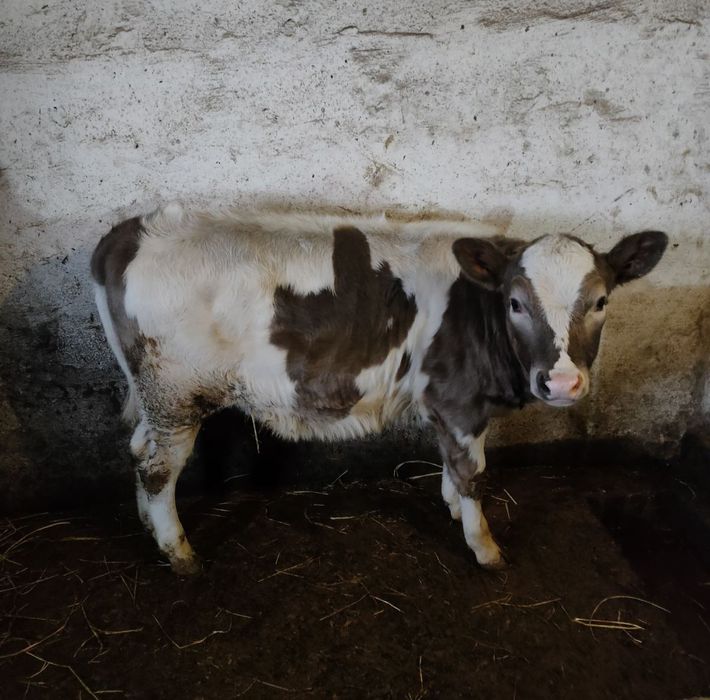 Продам теличку!!!