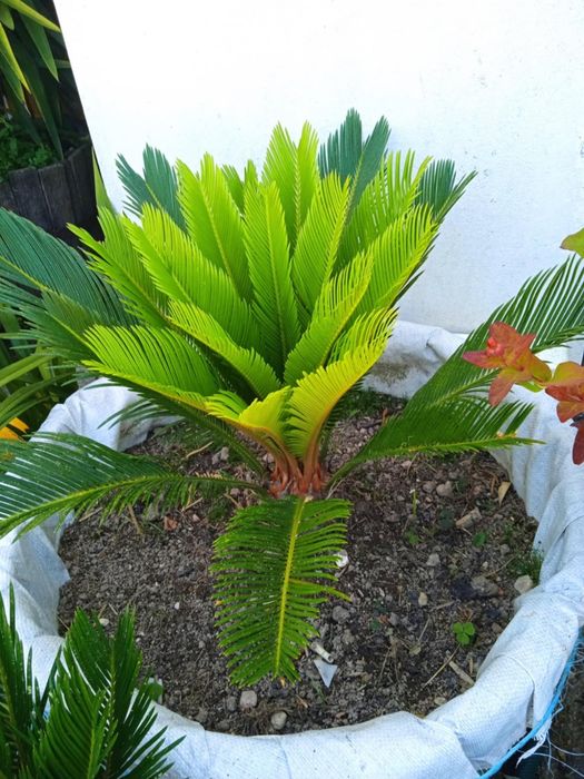 Vendo sicas bonitas para jardim, ou em vaso grande.