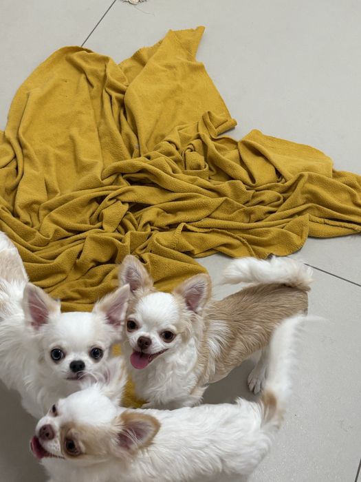 Chihuahua dziewczynka FCI