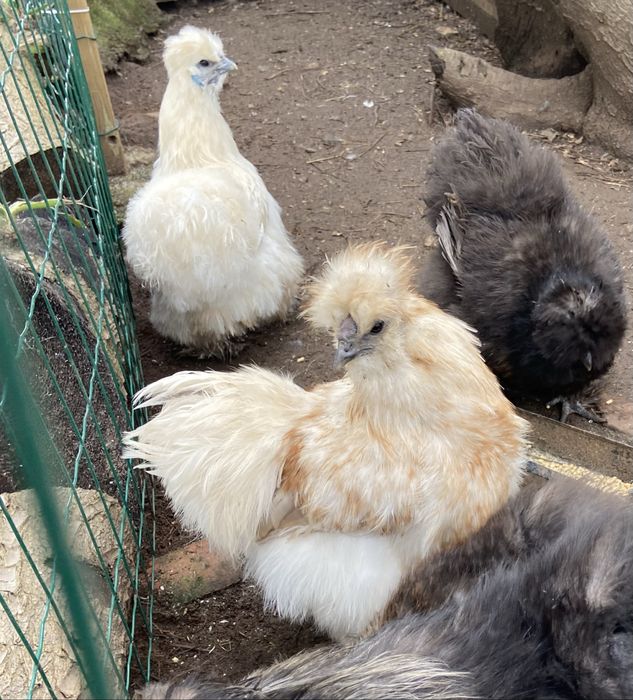 Tenho ovos galados e pintos das seguintes raças: