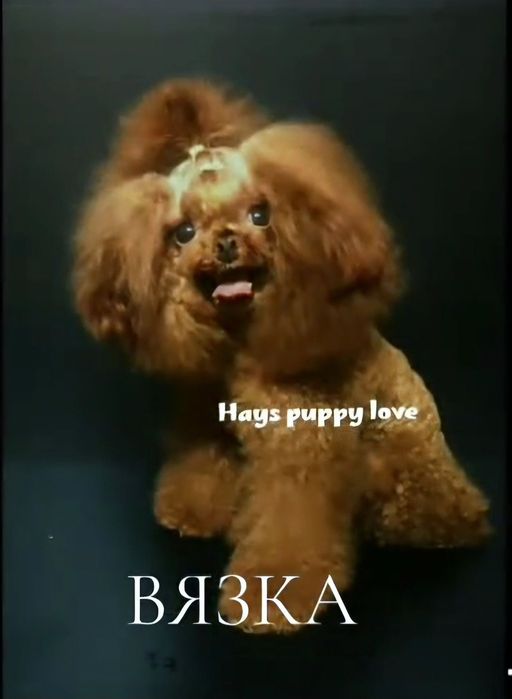 ‼️Беби фейс холка 18 см