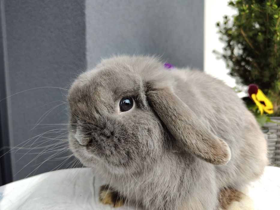 Mini Lop królik samiec 7 miesięcy