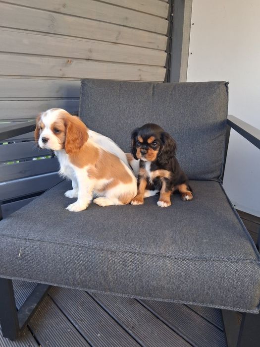 Cavalier King Charles Spaniel  - dziewczynki