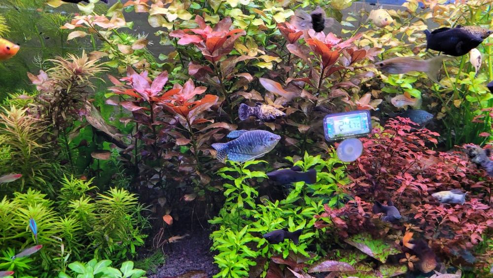 Sprzedam roślinki do akwarium wysyłka