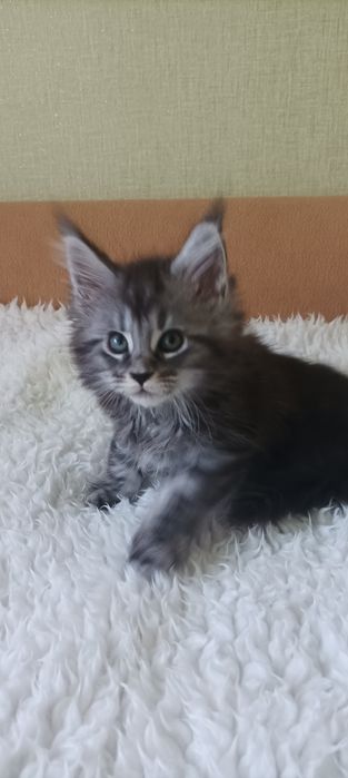 Девочки и мальчик котята мейн-кун.