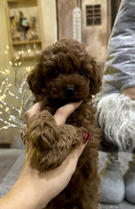 Той пудель хлопчик КСУ