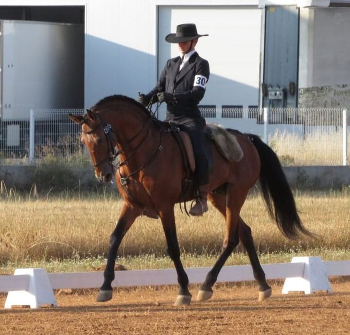 Garanhão lusitano pontuado