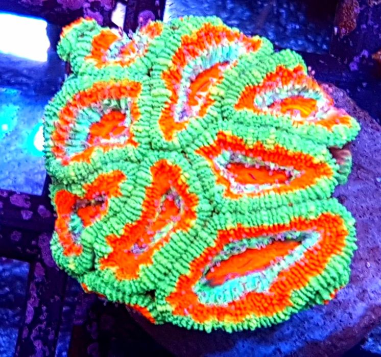 Acanthastrea Ultra Color Australia – Koralowiec LPS . Akwarium morskie