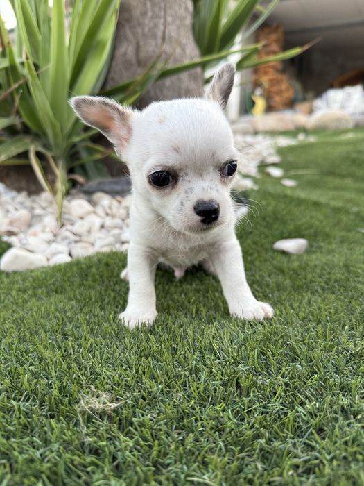 Chihuahua miniatura