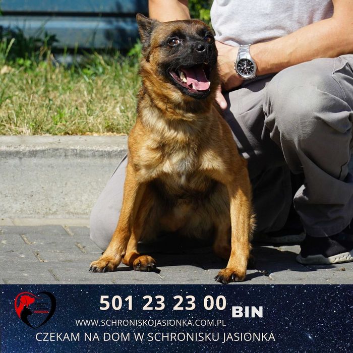 BIN do adopcji – Schronisko Jasionka