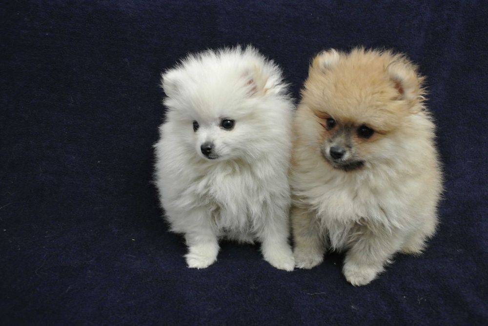 Pomeranian szpic miniaturowy
