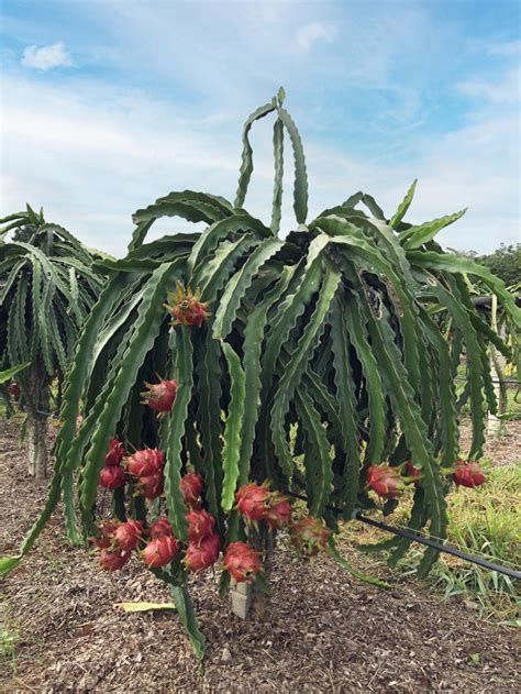 Pitaya vermelha rebento