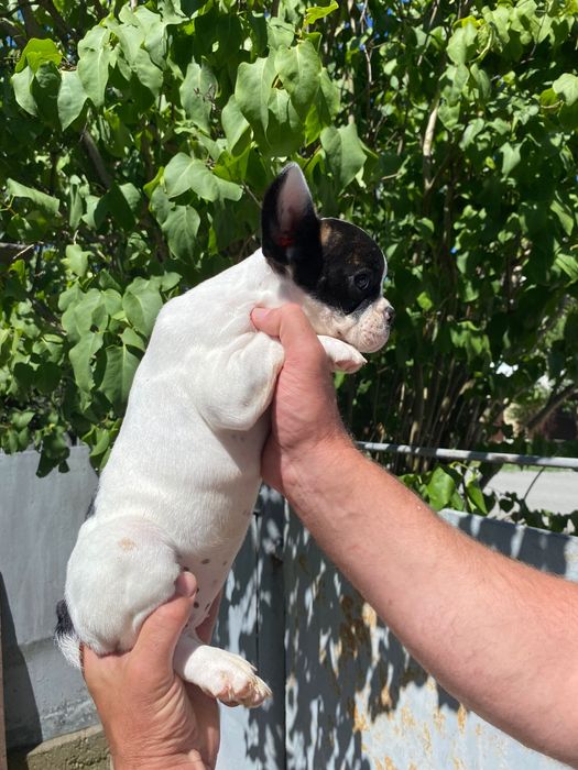 Французький бульдог