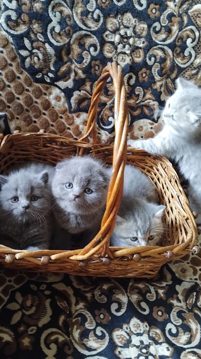 Вислоухие и прямоухие шотландские  котята, чистой породы