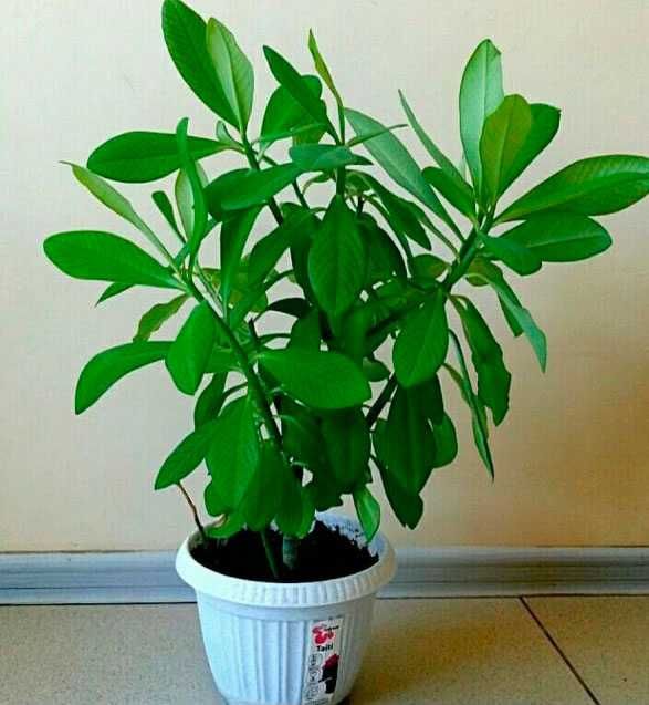 Дерево любви (Молочай Синадениум Гранта)