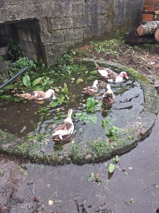 Casal de patos mudos