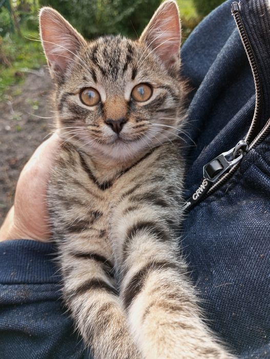 Oddam kotki w dobre ręce