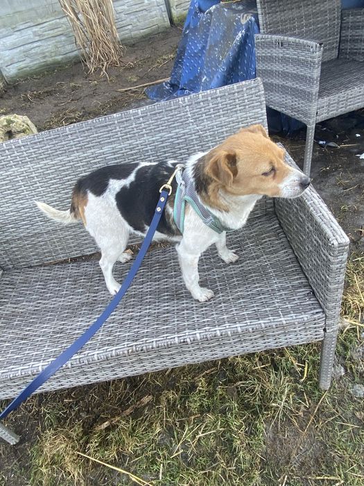 3 letnia suczka do adopcji za darmo