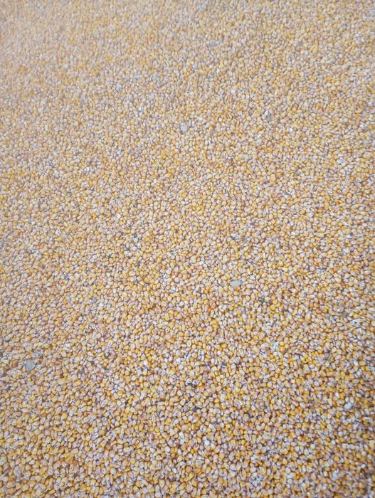 Продам Кукурудзу