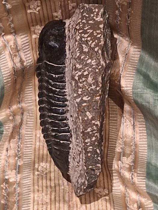 Fóssil de Trilobite (Espécie Phacops) – Exemplar de Coleção