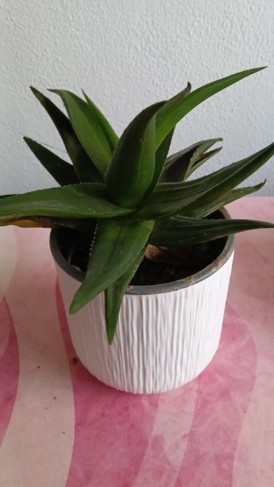 Aloe vera com vaso