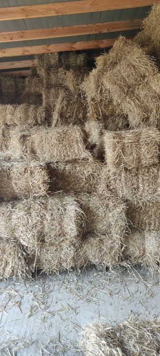 Słoma kostki tegoroczne