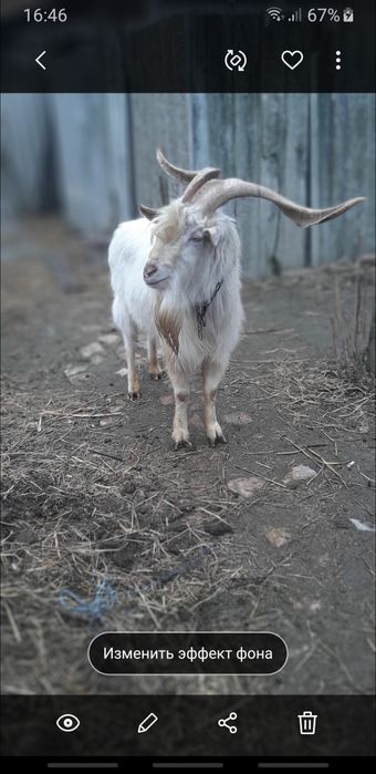 Услуги цапиков для