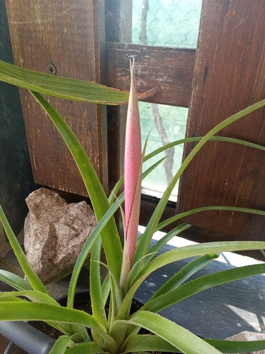 Bromélias lágrimas de rainha