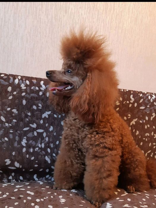 Шикарный жених на вязку