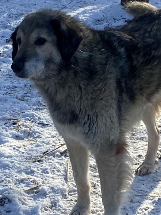 Pies balsam, chodząca słodycz